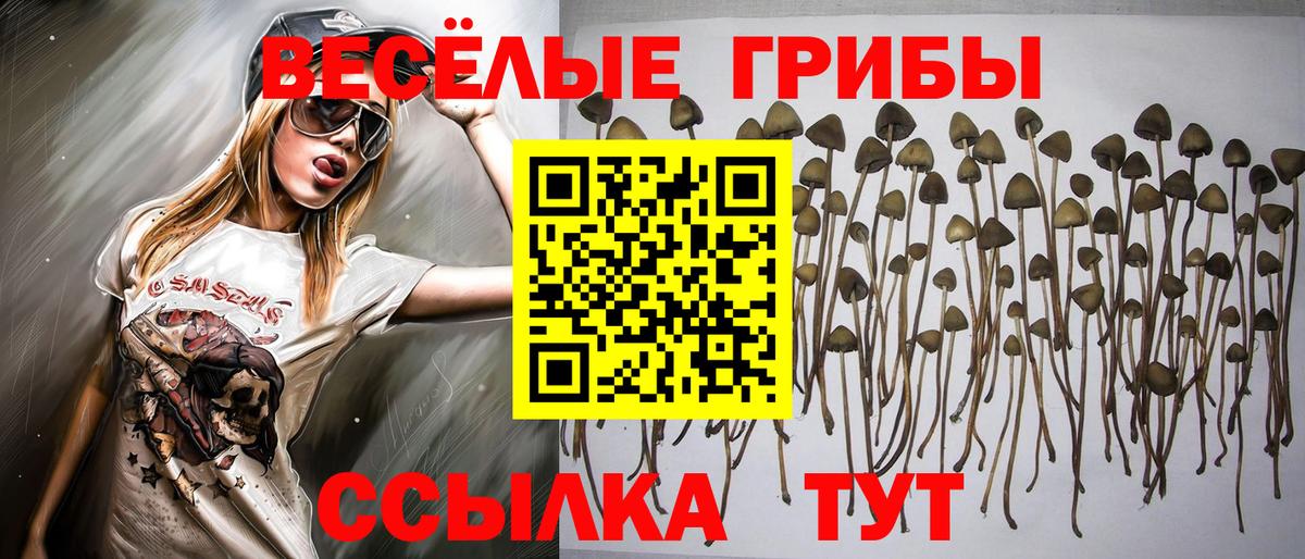Псилоцибиновые грибы Psilocybine cubensis Ярцево